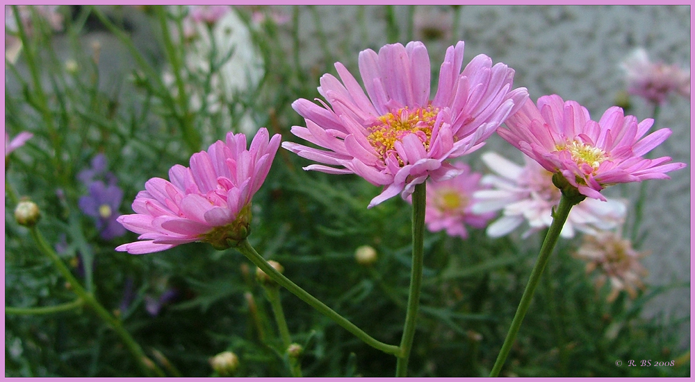 Sommerblumen