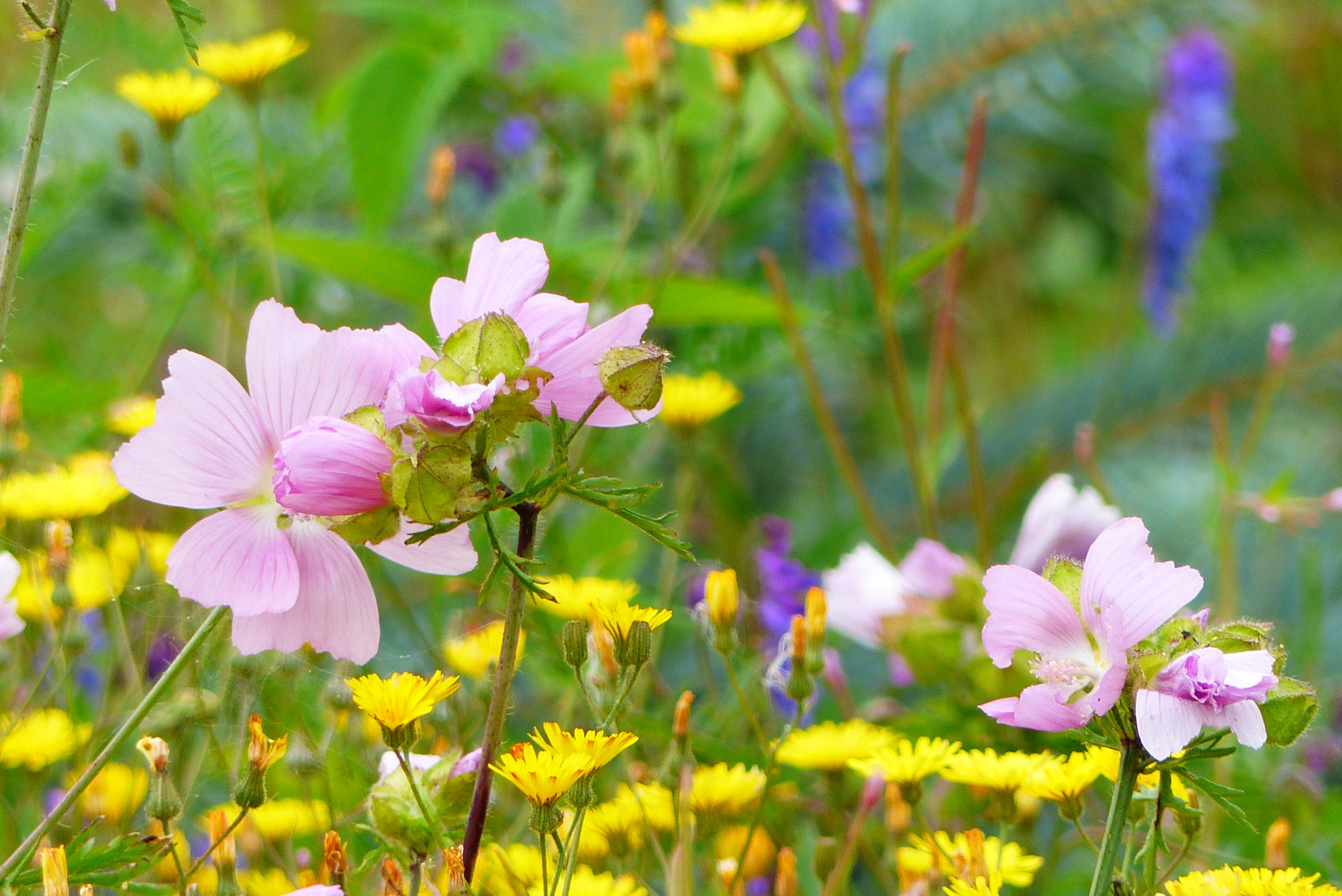 Sommerblumen 2 Foto Bild Stillleben Pflanzen Pilze Flechten Bluten Kleinpflanzen Bilder Auf Fotocommunity