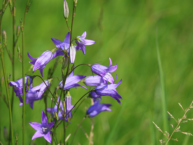 Sommerblumen - 2