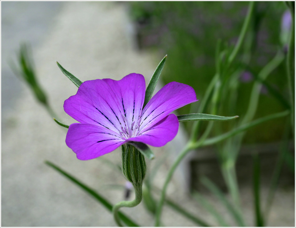 Sommerblumen (2) Zweite Version