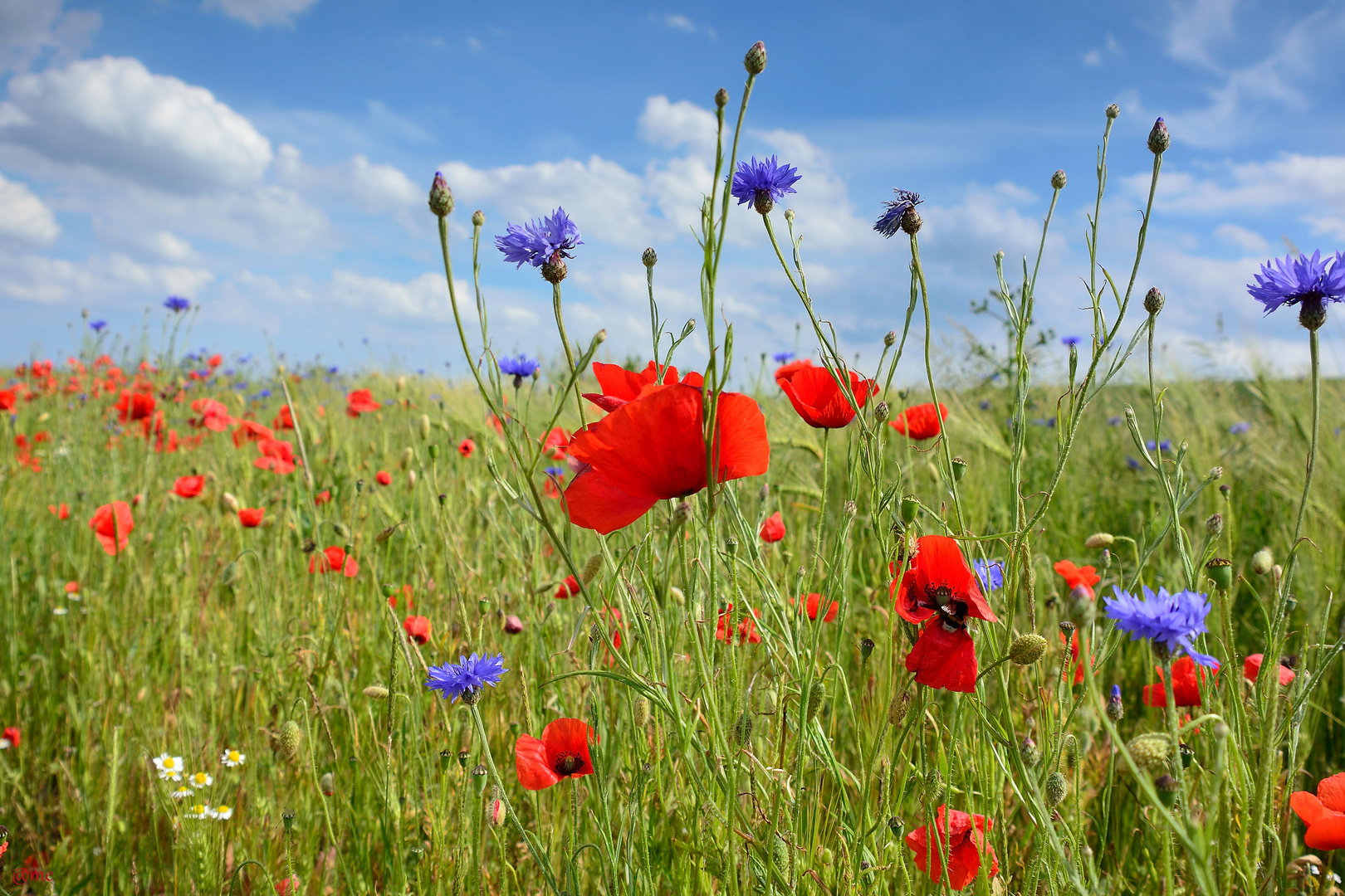 Sommerblumen Foto & Bild landschaft, Äcker, felder & wiesen