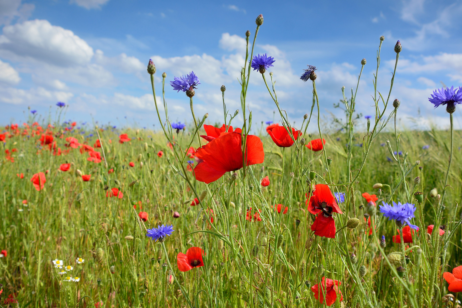 Sommerblumen