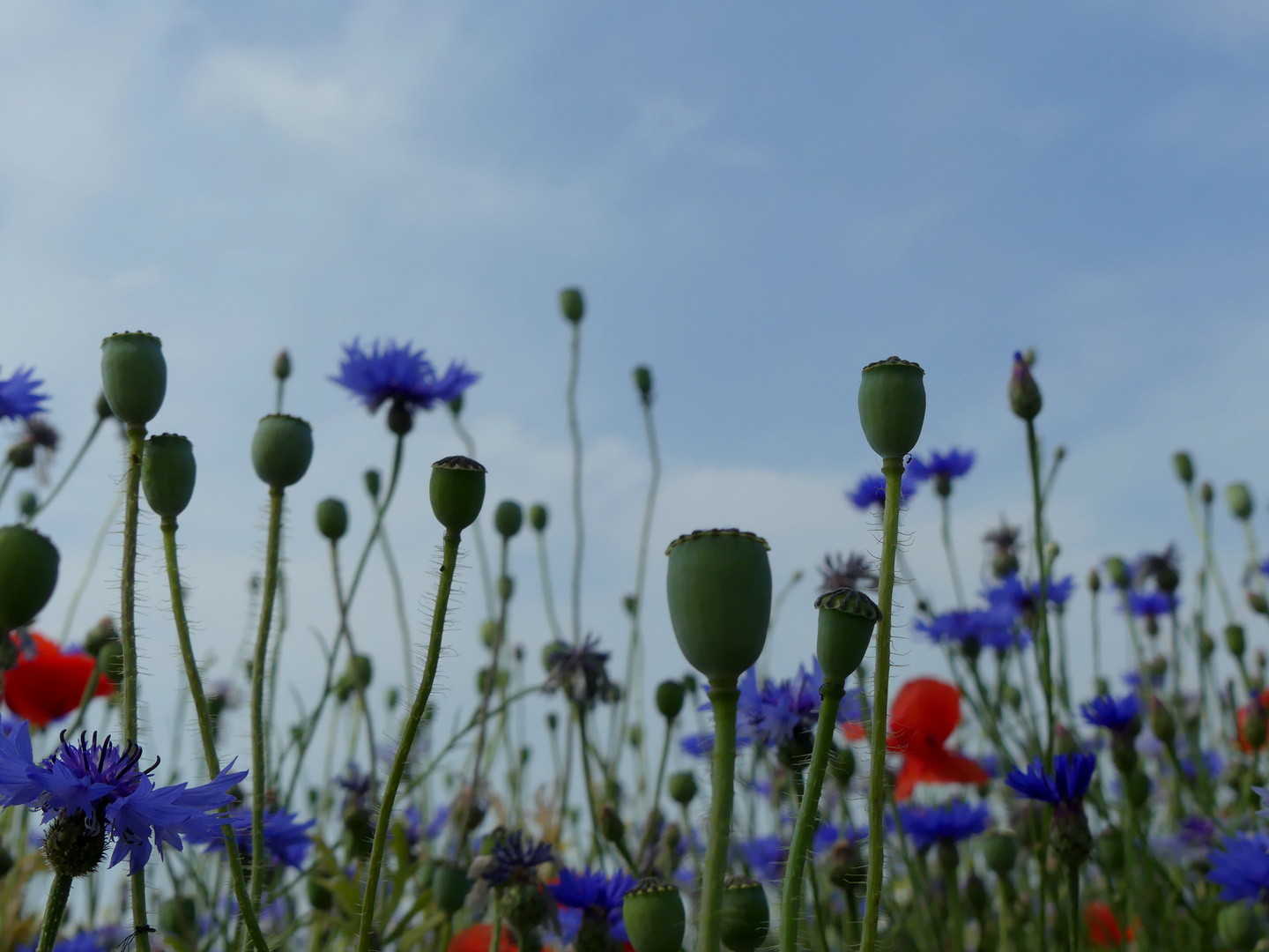 Sommerblumen