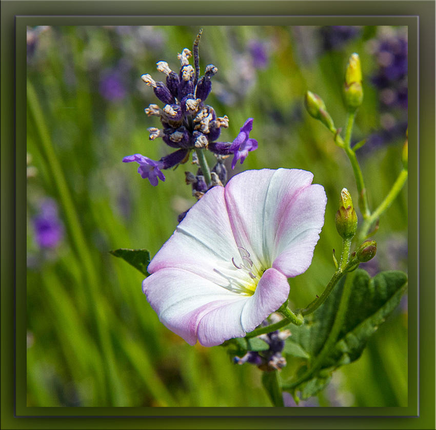 SOMMERBLUMEN