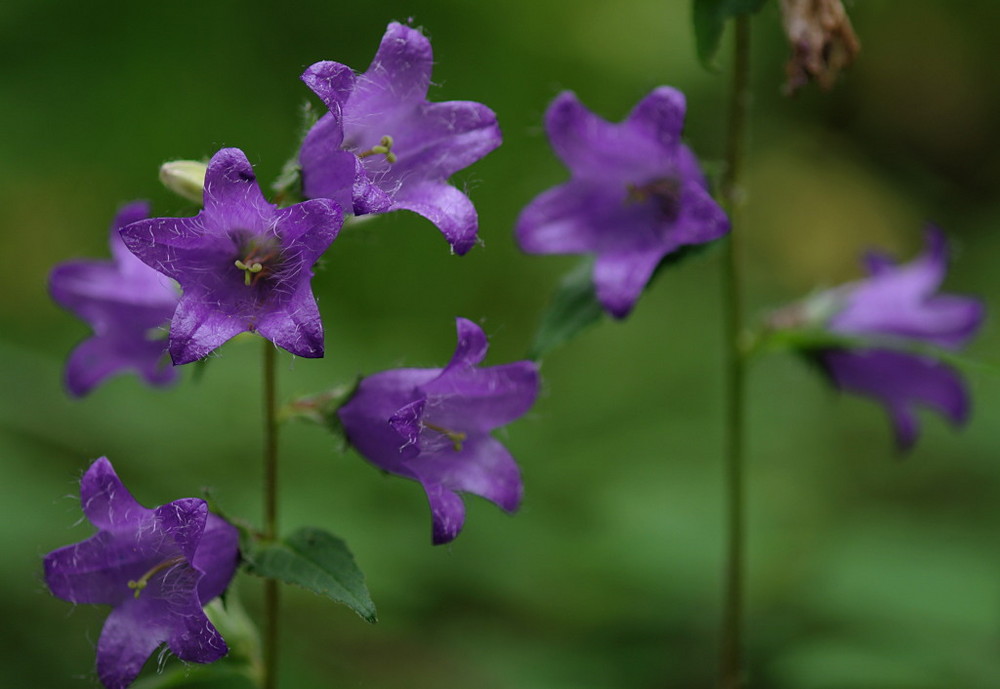 Sommerblumen