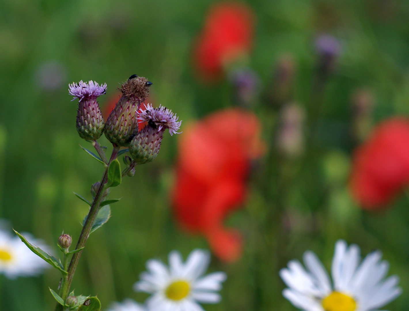 Sommerblumen