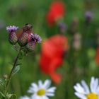 Sommerblumen