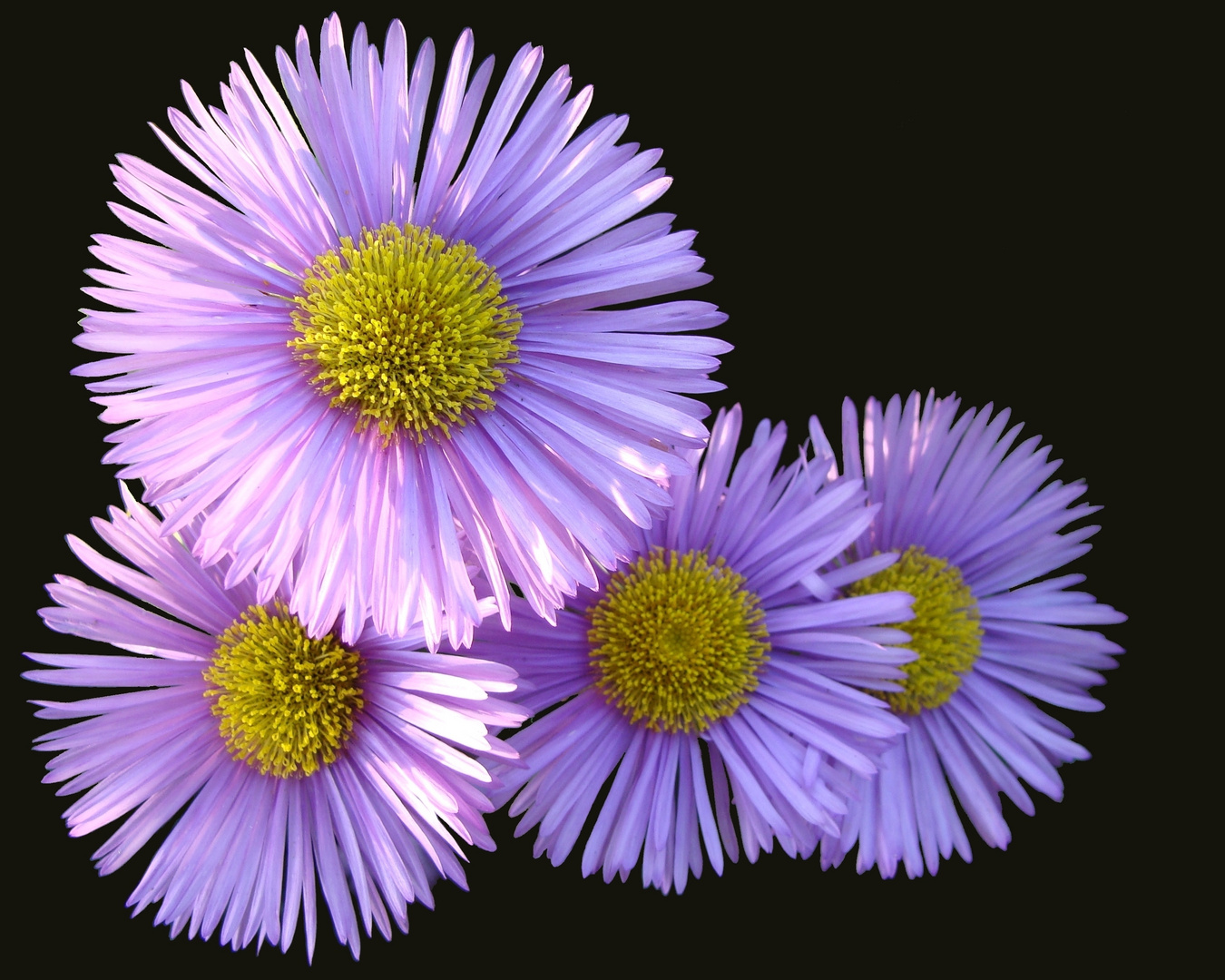 Sommerblumen Foto & Bild | blüten, sommerblumen, lila blüten Bilder auf
