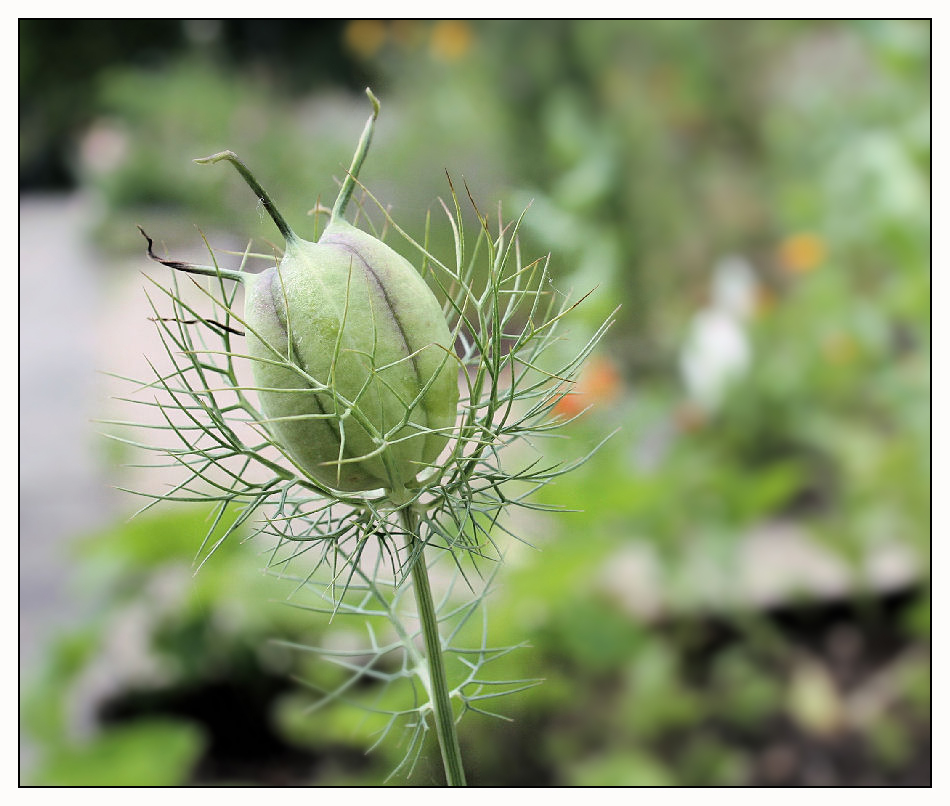 Sommerblumen (3)