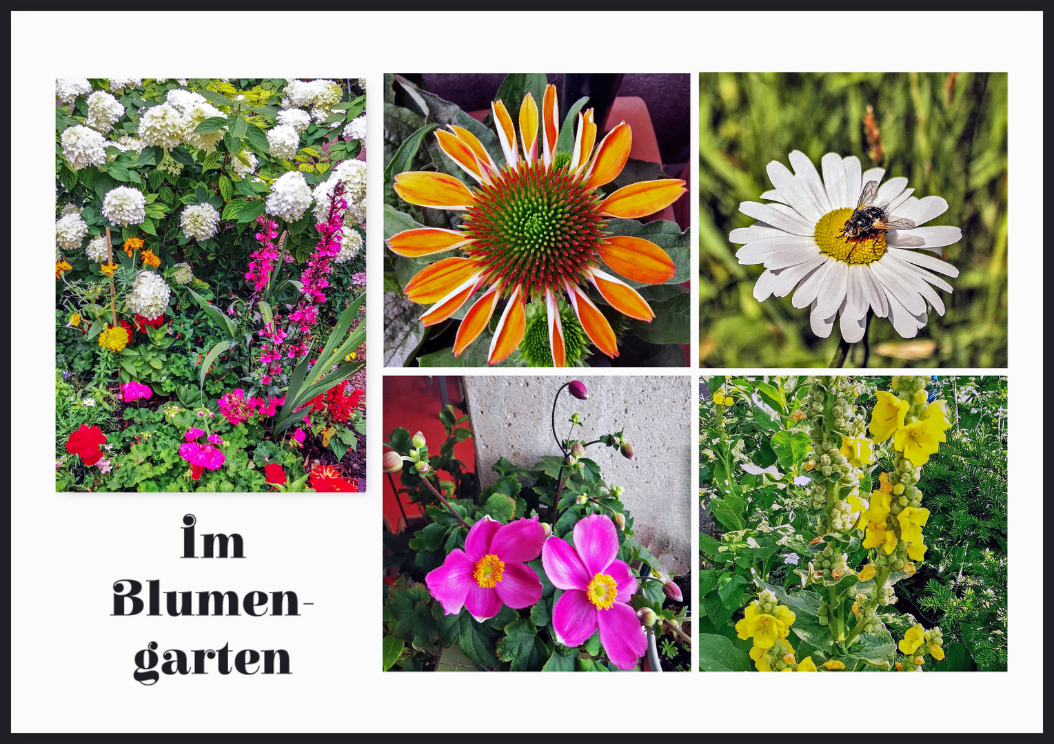 Sommerblumen Foto & Bild pflanzen, pilze & flechten, blüten