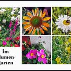 Sommerblumen 