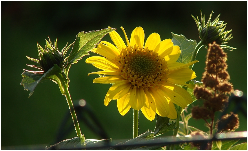 Sommerblumen...