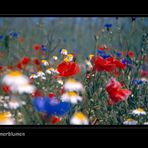 Sommerblumen