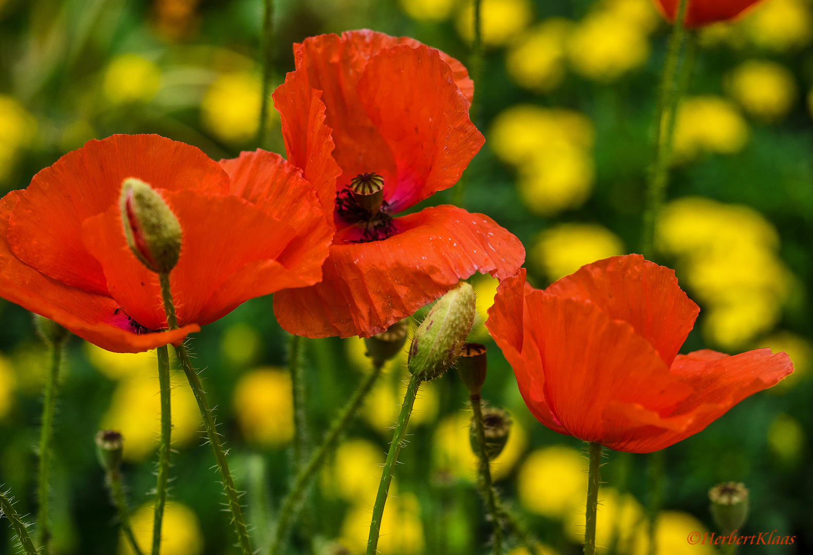 Sommerblumen