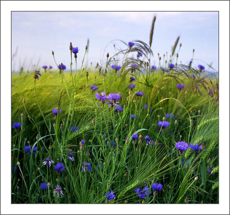 Sommerblumen