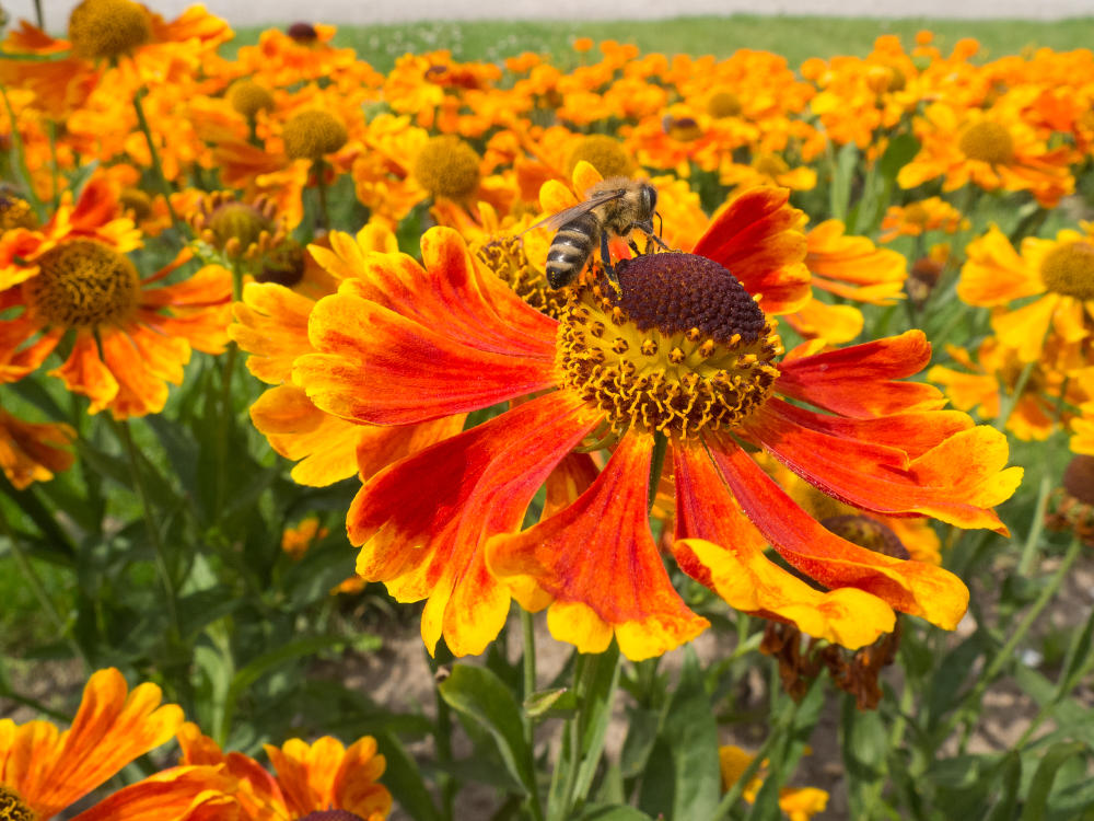 Sommerblumen