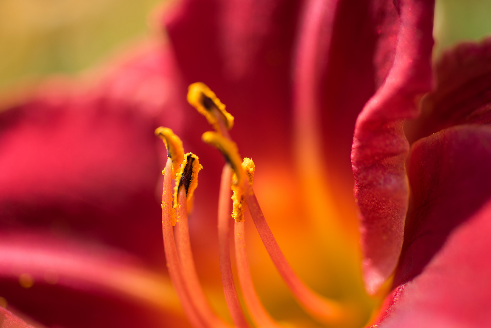 Sommerblumen