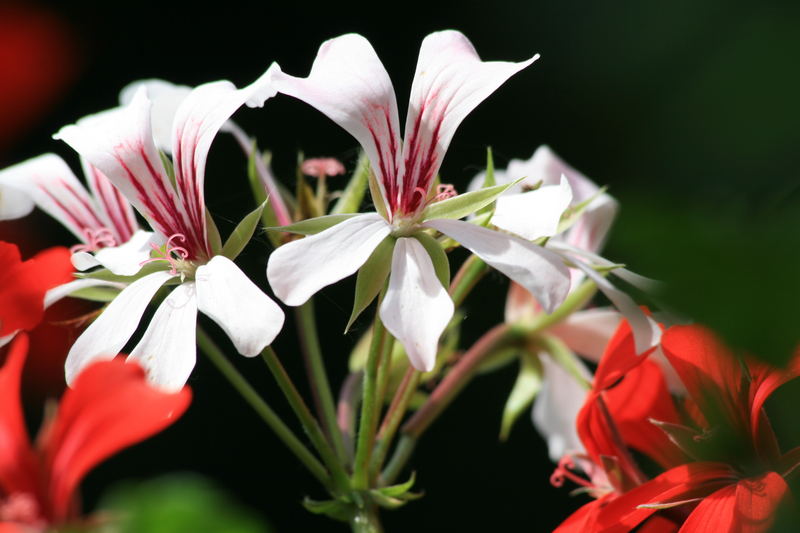 Sommerblumen