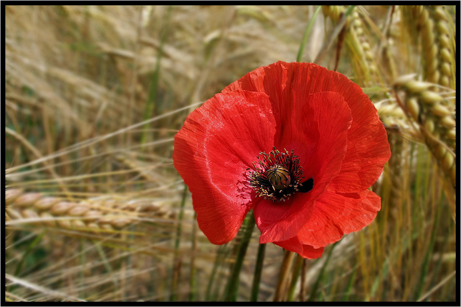 Sommerblumen (4)