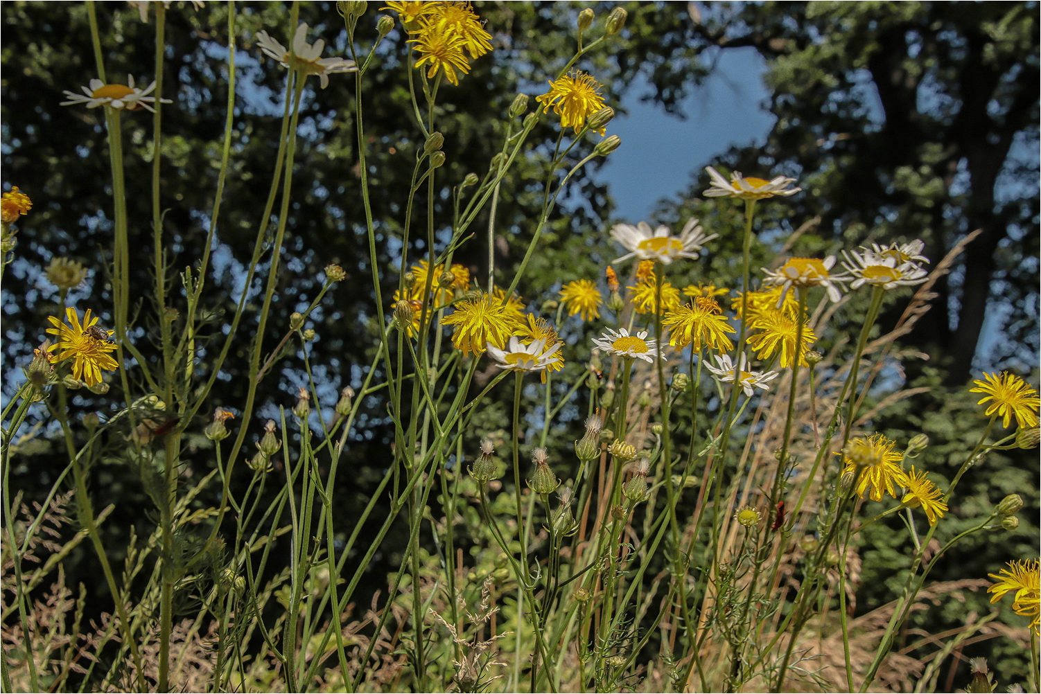 Sommerblumen