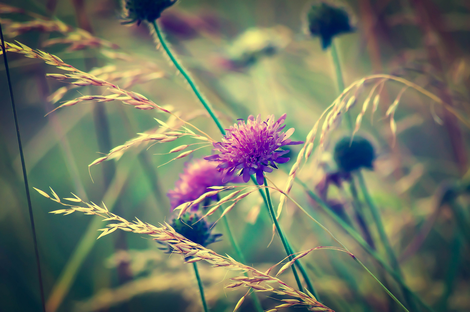 Sommerblumen