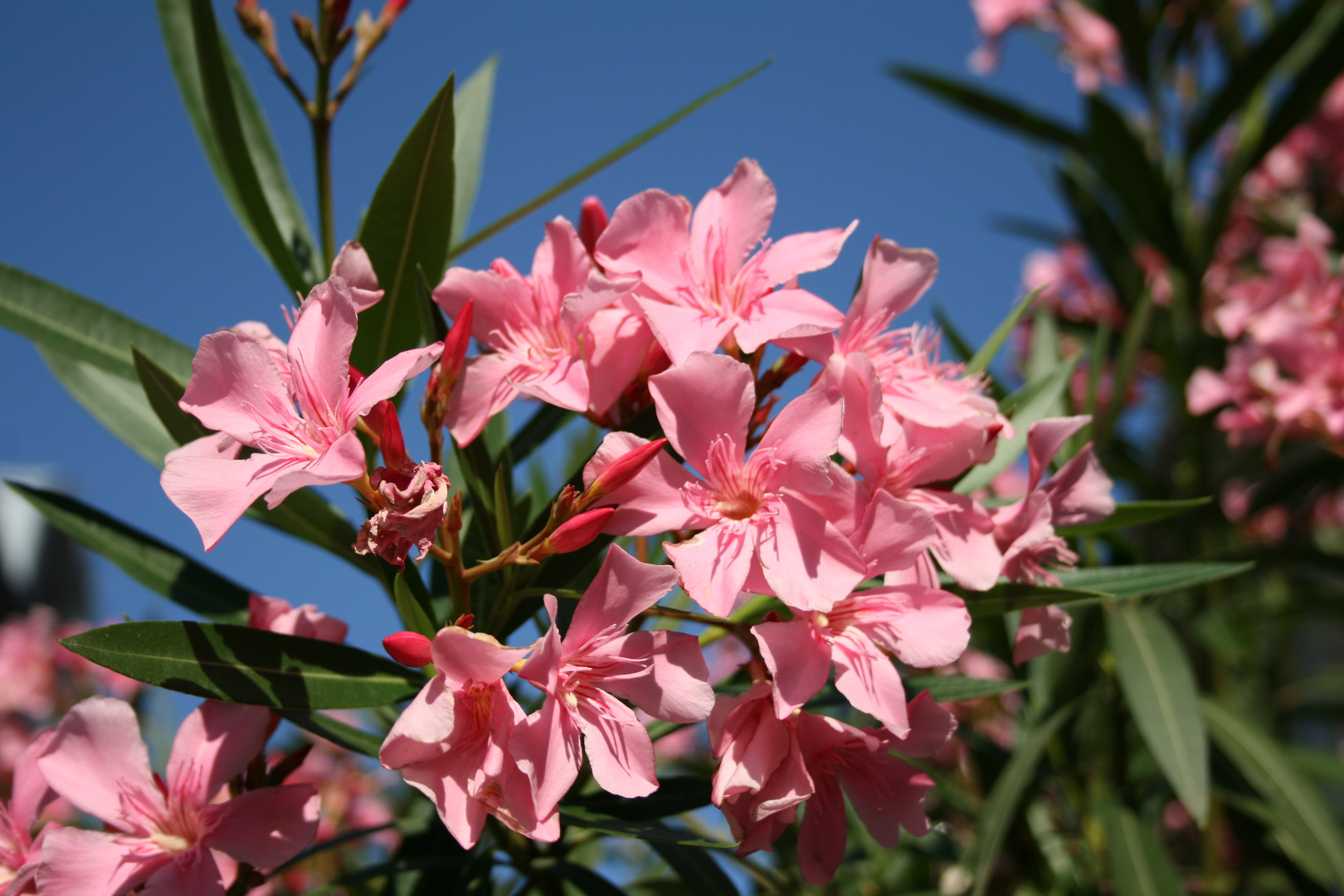 Sommerblumen