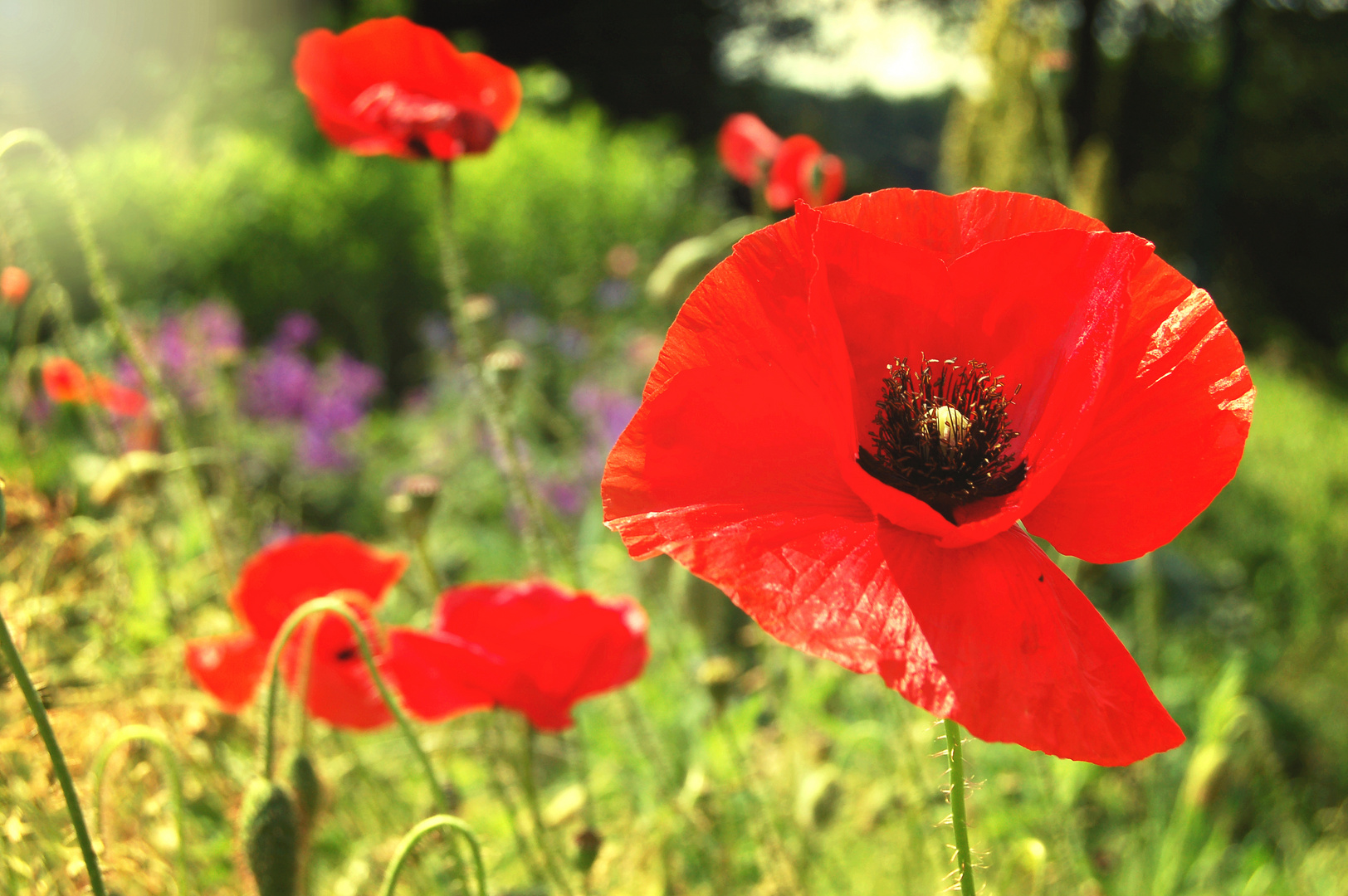 Sommerblumen