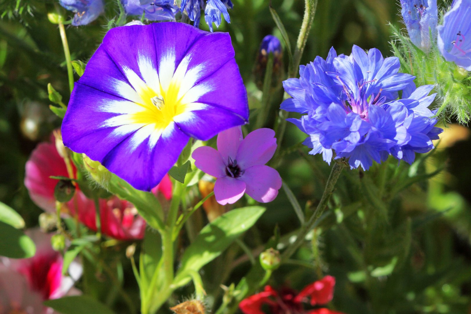 Sommerblumen