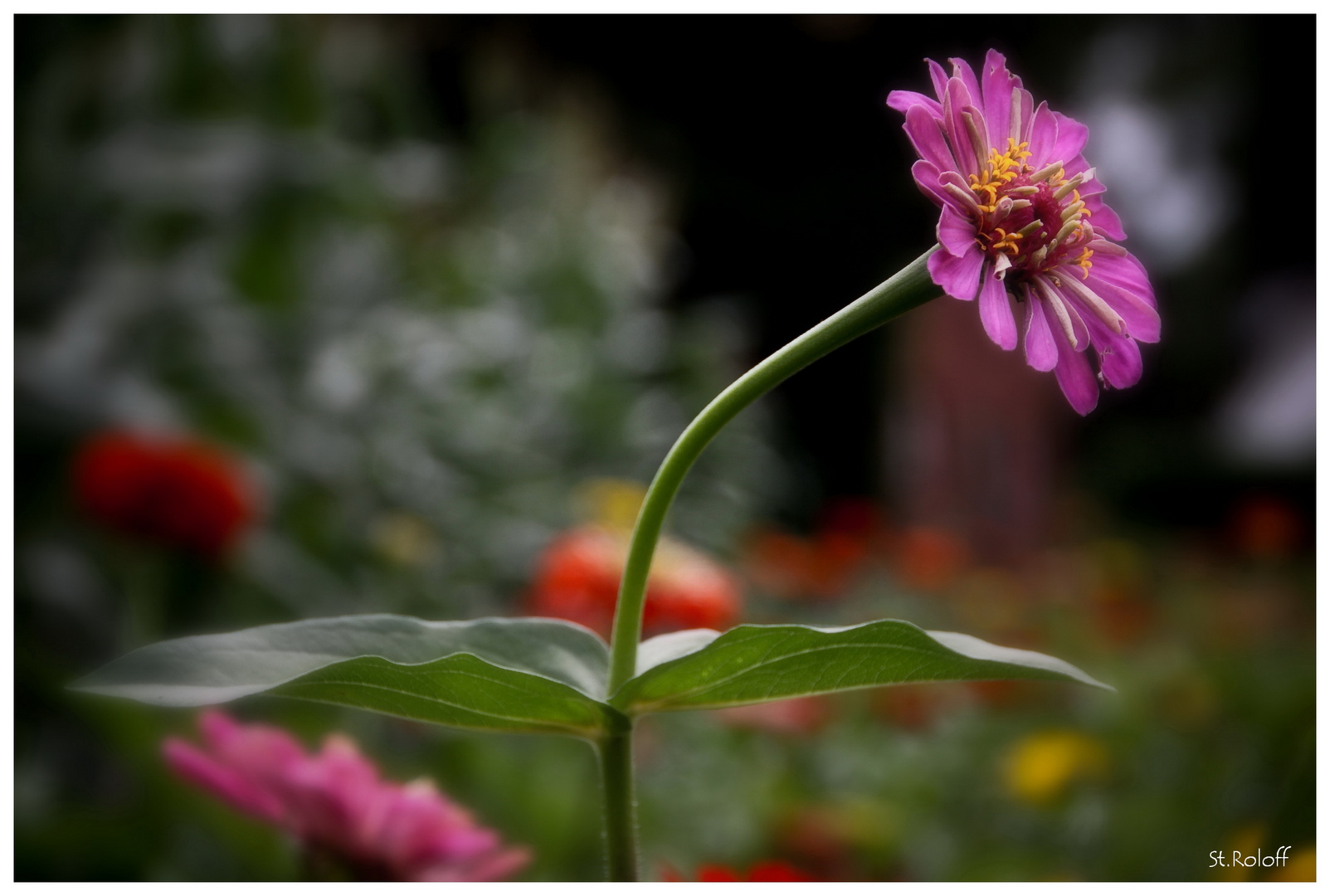 Sommerblumen