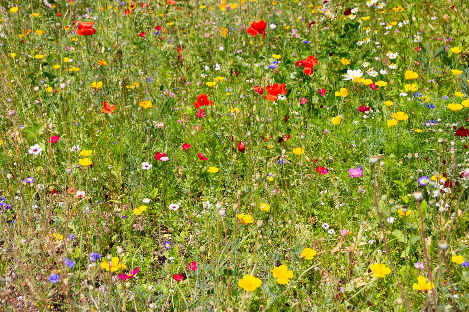 Sommerblumen