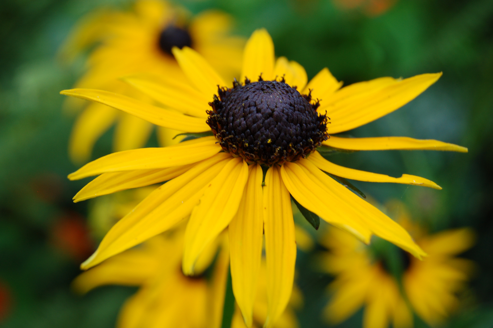 Sommerblumen.