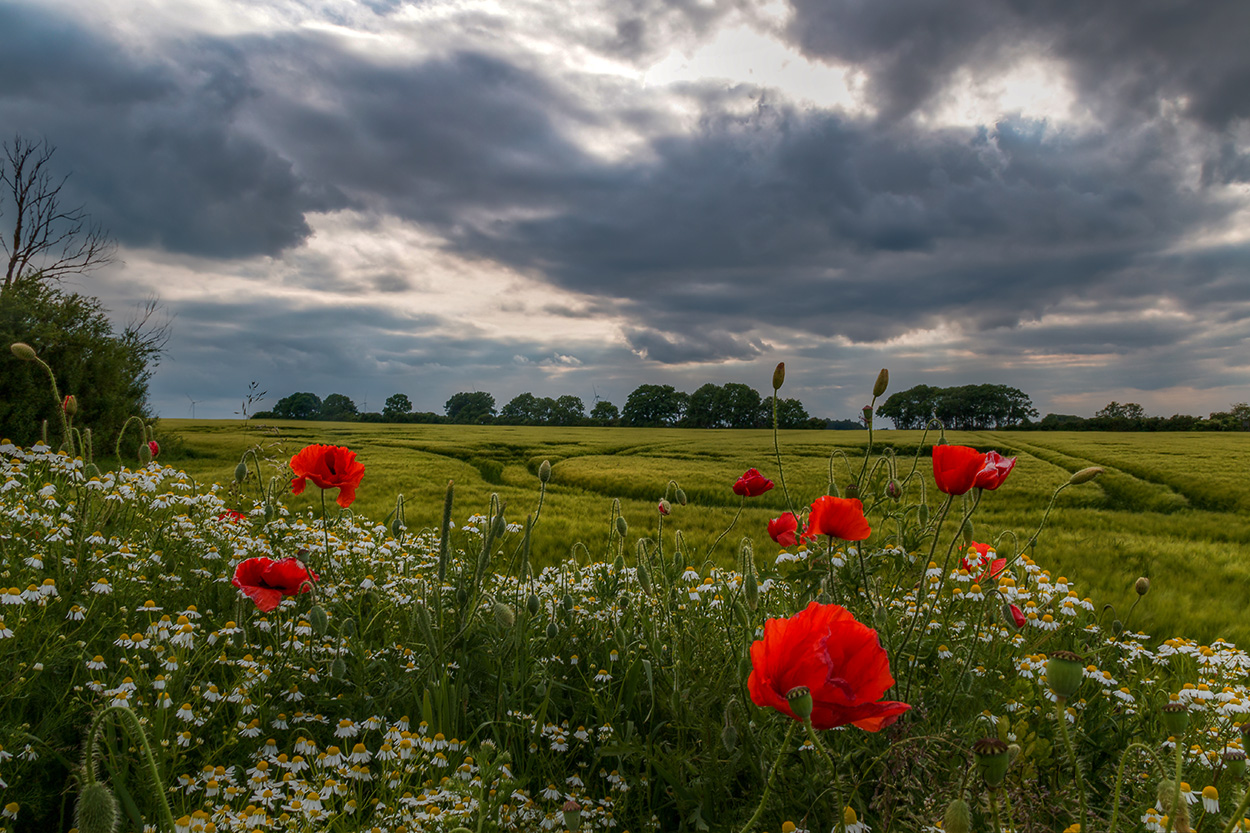 Sommerblumen