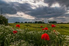 Sommerblumen