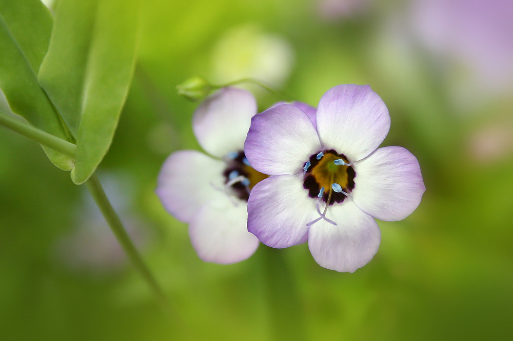 Sommerblumen