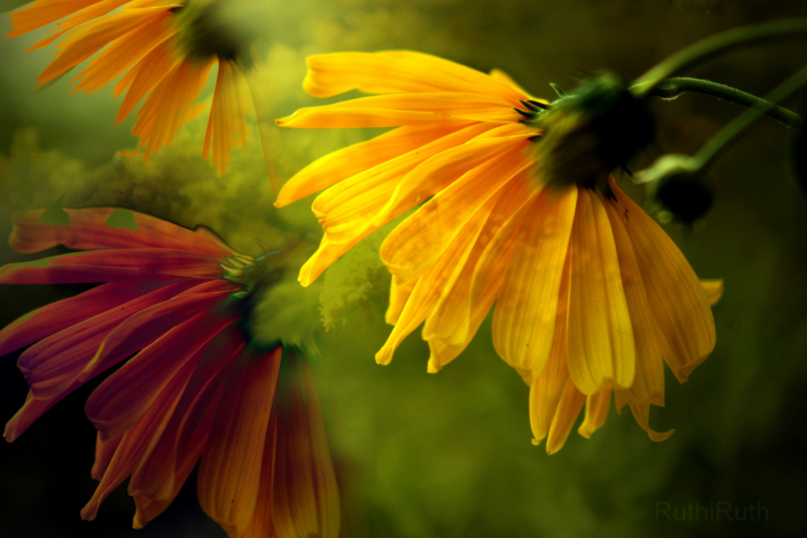 Sommerblumen