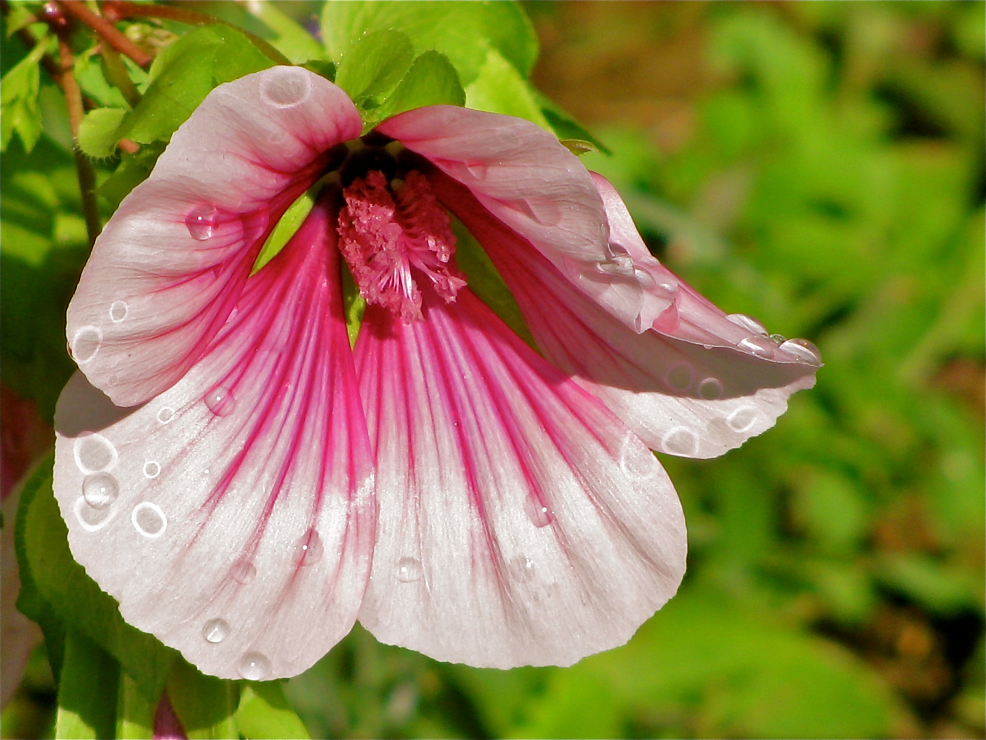 ...SOMMERBLUMEN !!!...