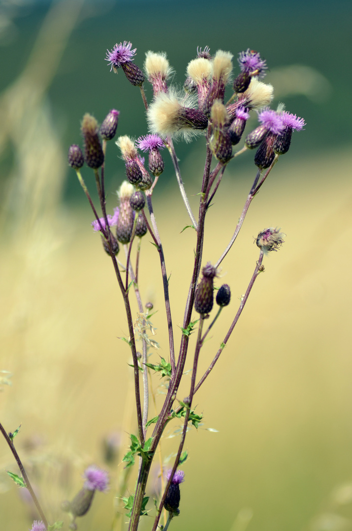 Sommerblumen