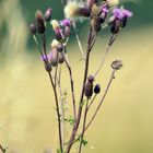 Sommerblumen