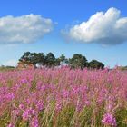 Sommerblumen