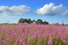 Sommerblumen