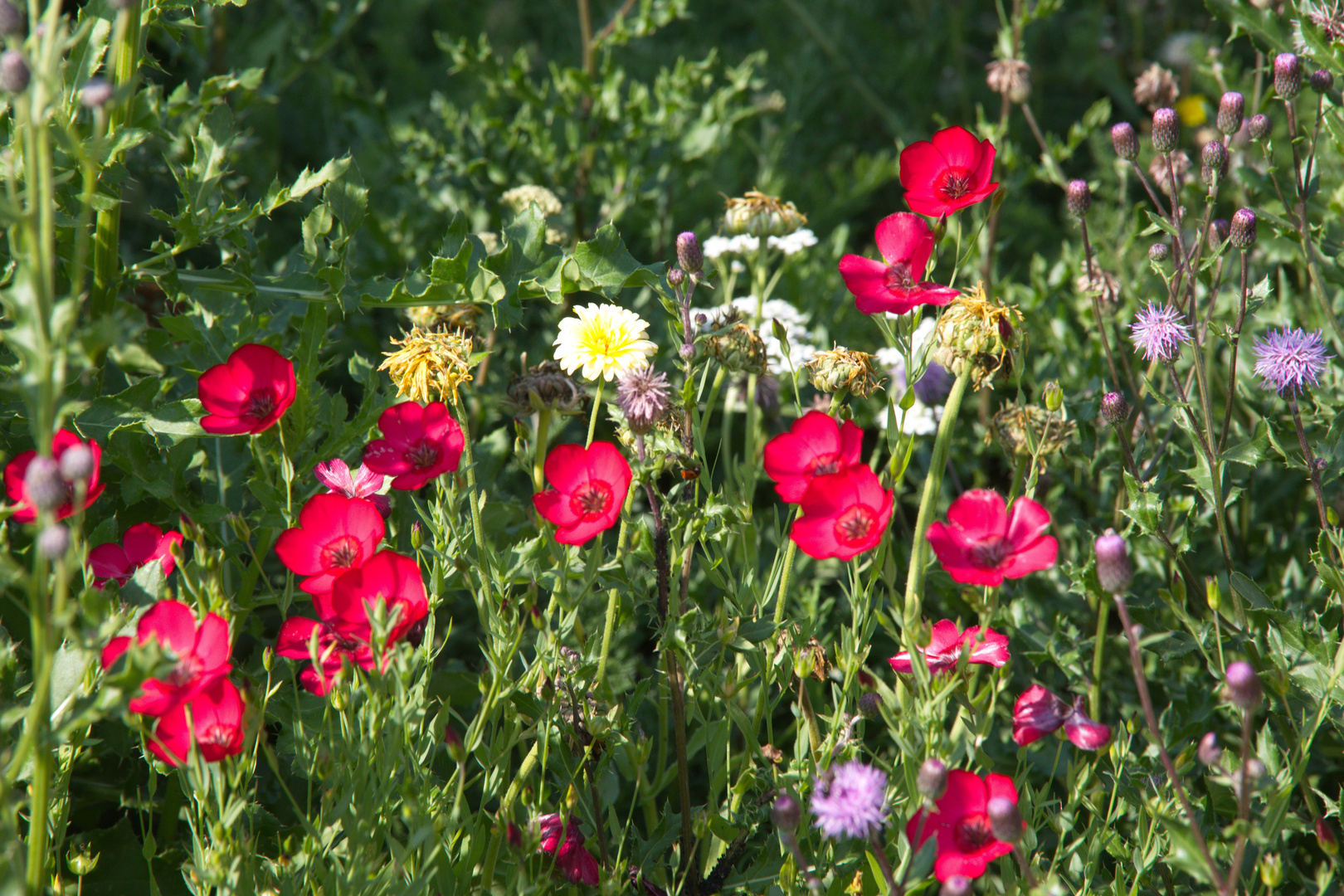 Sommerblumen Foto Bild Naturaufnahmen Natur Landschaft Bilder Auf Fotocommunity