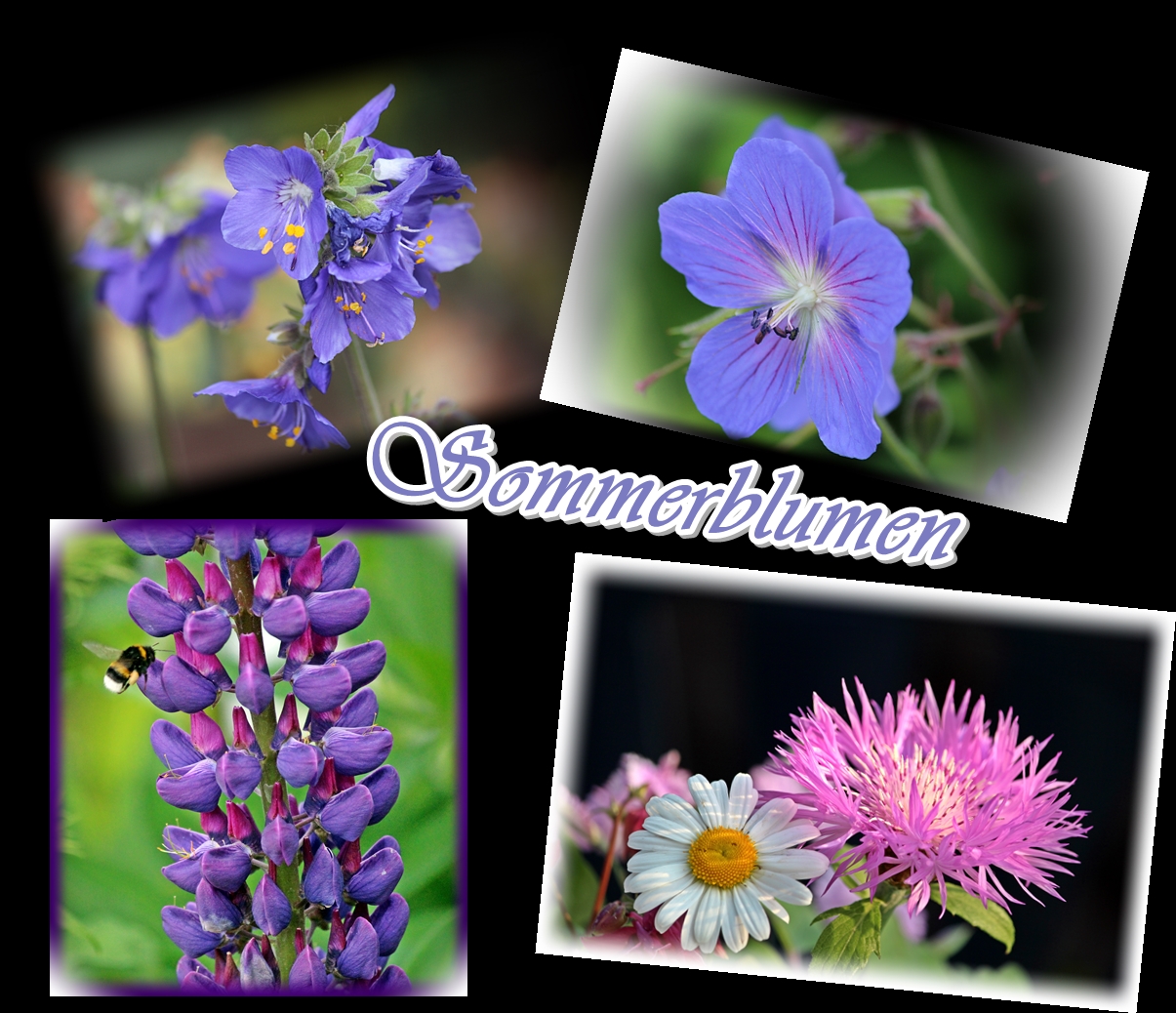 Sommerblumen