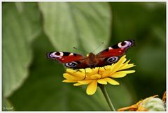 Sommerblumen