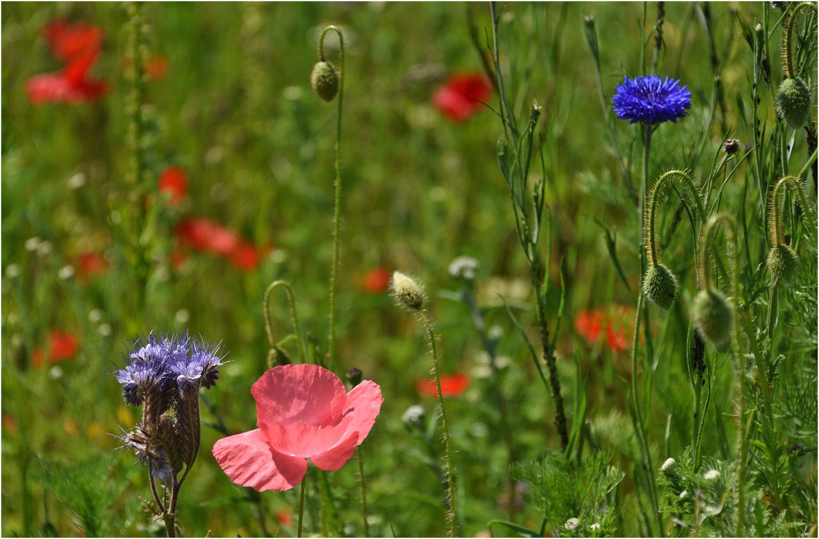 Sommerblumen