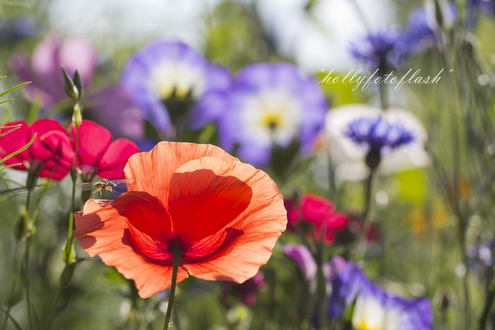 Sommerblumen Foto & Bild pflanzen, pilze & flechten, blüten