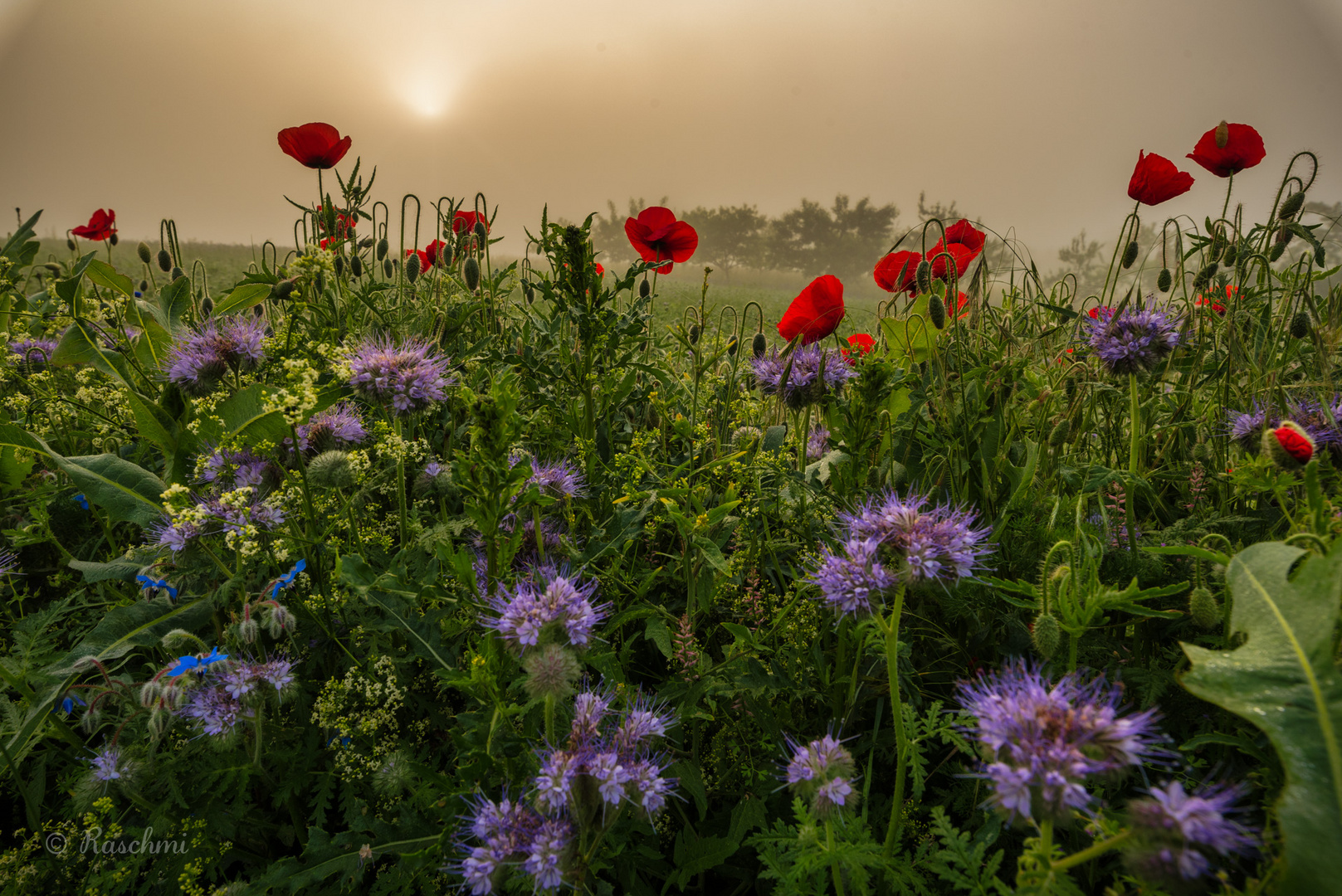 SOMMERBLUMEN