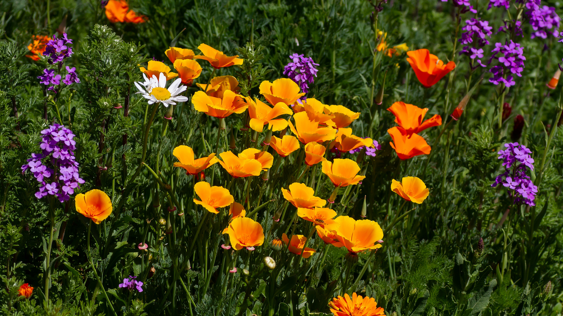 Sommerblumen