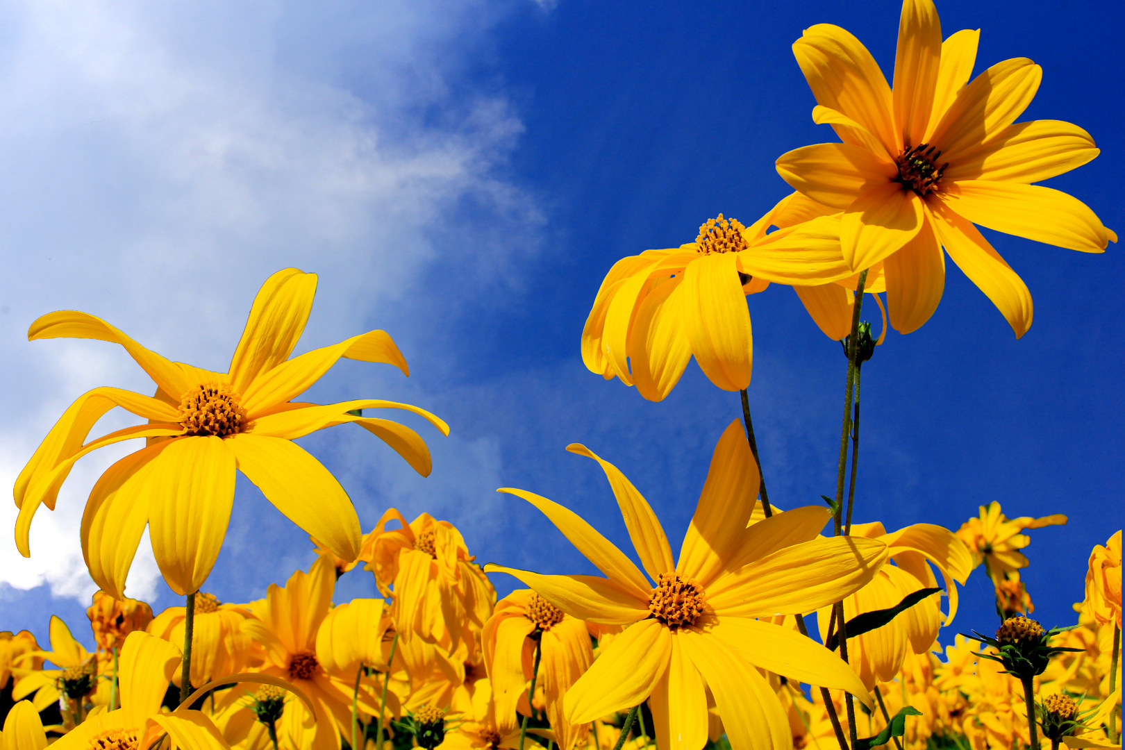 Sommerblumen Foto & Bild | anfängerecke - nachgefragt, nachgefragt