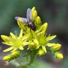 Sommerblumen