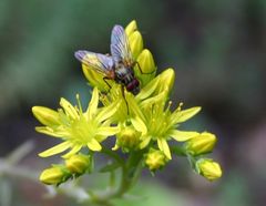 Sommerblumen